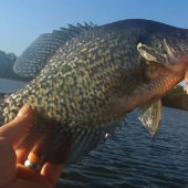 Crappie Fishing – A Live Bait Alternative