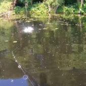 Fishing Lake Structures Episode 2: Lily Pads